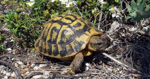 Horsfield Tortoise