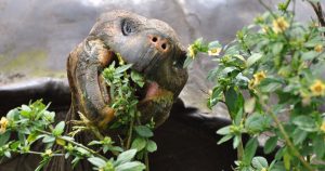 Tortoise Eating Flowers
