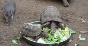 Tortoises Feeding
