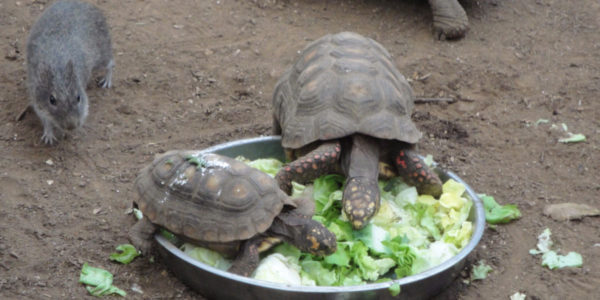 Tortoise Pets – Reasons Why We Love Them!
