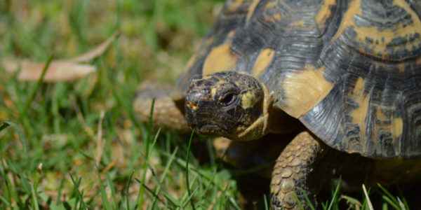 5 Important Things to Consider in Tortoise Pet Care