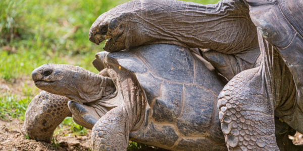 How to Properly Take Care of a Big Tortoise