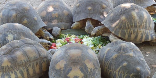 Tortoise Town – The World’s Smallest Tortoise Farm