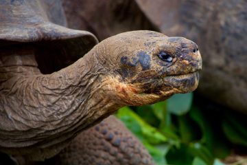 Adult tortoise head