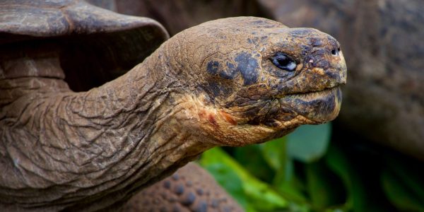 Galapagos Island Turtle