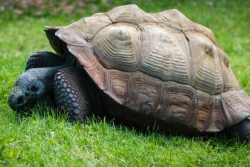 Old tortoise