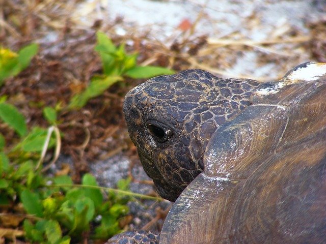 Gopher Tortoise Facts – Incredible Encounters and Adventures