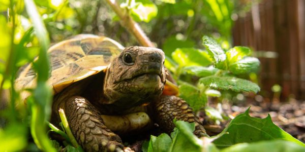 Tortoise Rescue in the Palm Desert