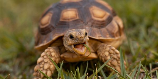 How Long Do Tortoises Live?