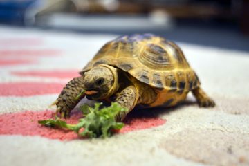 Tortoise eating greens