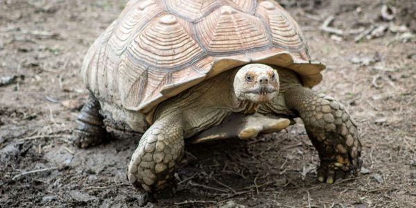 Feeding Your Russian Tortoise a Healthy Diet