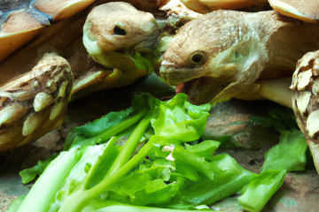 Sulcata tortoises eating celery