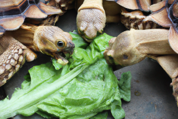 Sulcata tortoises eating lettuce