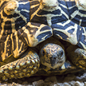 speckled padloper tortoise