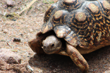 speckled padloper tortoise