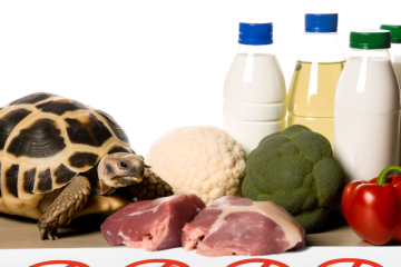 what can Russian Tortoises not eat